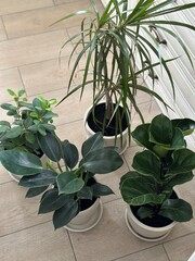 vases with indoor flowers