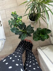 vases with indoor flowers