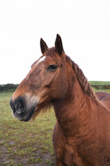 Fototapeta premium Caballo marrón