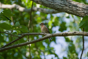 Robin on a branch singing