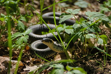 Snake in forest vegetation