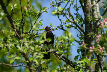 Black bird sitting in tree