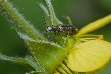 macro of a black beatle on a green flower
