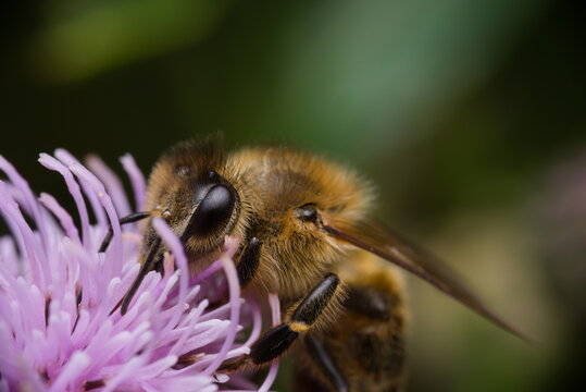 bee on a flower