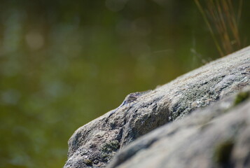 Dragonfly resting on a rock