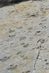 Dinosaur footprints on side of cliff