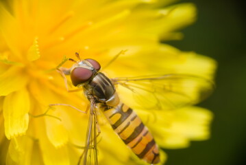 fly on yellow flower