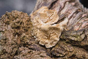 fungus on tree