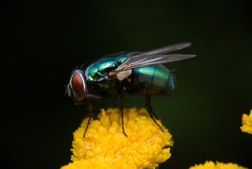 fly on yellow flower