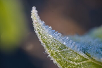 Ice on a green leaf middle of winter