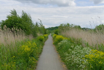 Path through the field