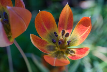red and yellow tulip macro with petals and pistils