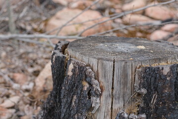 Burnt tree trunk among rock