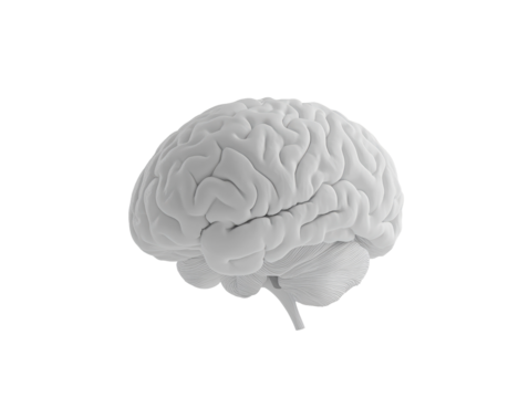 Isolated White 3D Render of a Human Brain