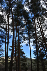 青空と見上げる冬の大木