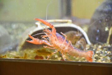 水槽の中で泳ぐザリガニ