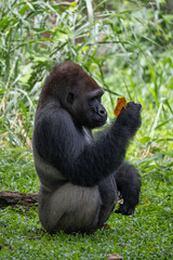 King kong 