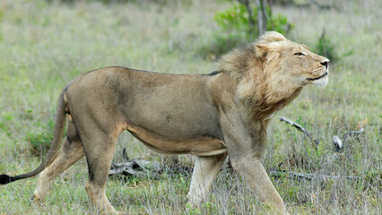 Lion walking in nature on safari