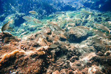 Peces nadando en el fondo del mar