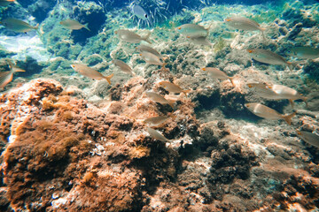 Peces nadando en el fondo del mar