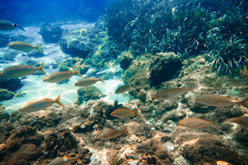 Peces nadando en el fondo del mar