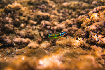 Pez verde con fondo de roca, Thalassoma pavo en Almería