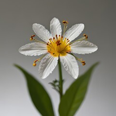 Obraz premium simple yet vibrant wildflower illustration