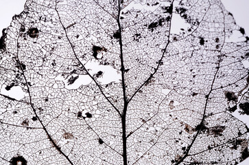 Dry leaf close-up on a plain background, veins and structure, detail, backlight, macro photography