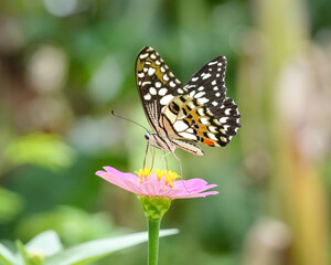 butterfly on flower