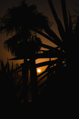 Sol entre silueta de palmeras al atardecer 