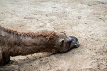 Naklejka premium A camel rests comfortably in the warm sand, head on the ground