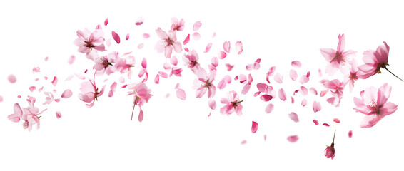 Pink cherry blossoms petals blowing in the air. Natural flow movement isolated on against transparent background.