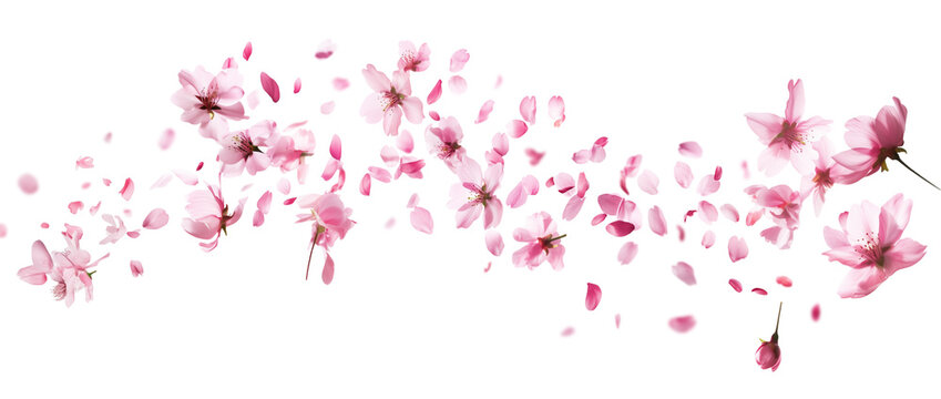 Pink cherry blossoms petals blowing in the air. Natural flow movement isolated on against transparent background.