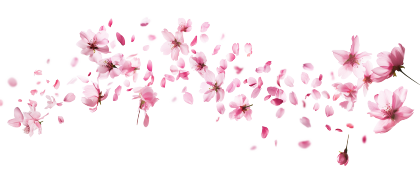 Pink cherry blossoms petals blowing in the air. Natural flow movement isolated on against transparent background.
