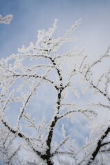 Snow covered branches in the Carpathian mountains 