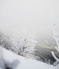 Snow covered trees in winter