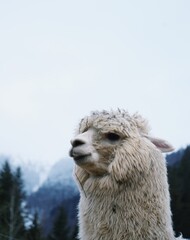Close up of a alpaca
