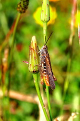saltamontes