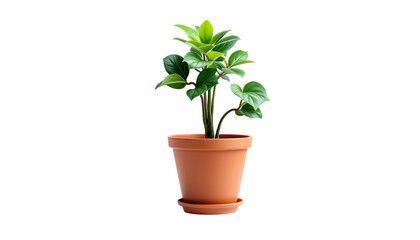 Small Green Plant in Terracotta Pot Indoor Plant Decor