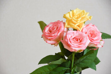 ピンクと黄色のばら