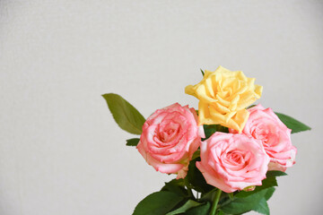 Obraz premium ピンクと黄色のばら