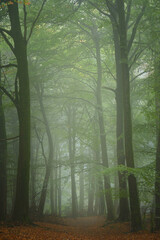 Fototapeta premium Misty woodland