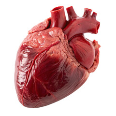 Anatomical Heart PNG with Transparent Background