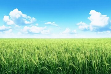 Fototapeta premium Vibrant green grassy field in sunshine nature landscape open space wide angle serenity