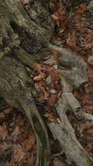 Old Tree Roots with Fallen Leaves