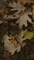 Autumn Oak Leaves Scattered on the Forest Floor