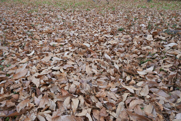 冬の雑木林。茶色い落ち葉の絨毯・自然素材の背景（背景テクスチャーシリーズ）