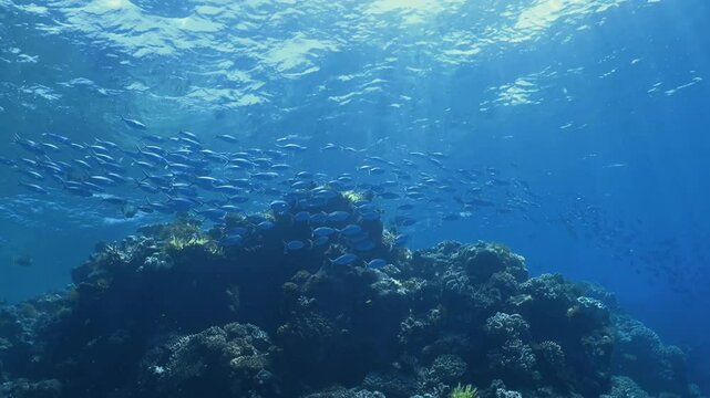 Underwater scene with coral reef and school of fishes. Forward glide through the vibrant waters of the Great Barrier Reef. 