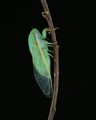 grasshopper on a branch