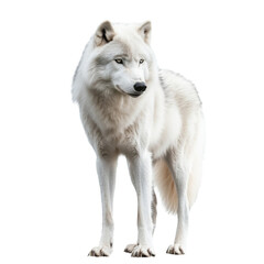 Obraz premium wolf looking isolated on white.